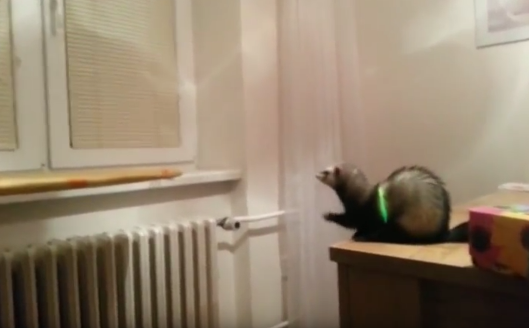 ferret-jump-fail