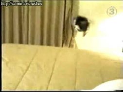 Cat Runs in Fear Crashing Into Wall.