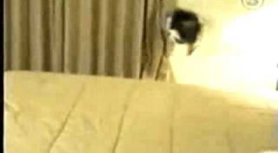 Cat Runs in Fear Crashing Into Wall.